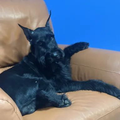 Zemo, Ken Gibbs Jr.'s dog — the founder's BREWTANICA profile picture